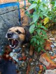 Border Terrier rescue traning