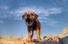 Border Terrier rescue traning